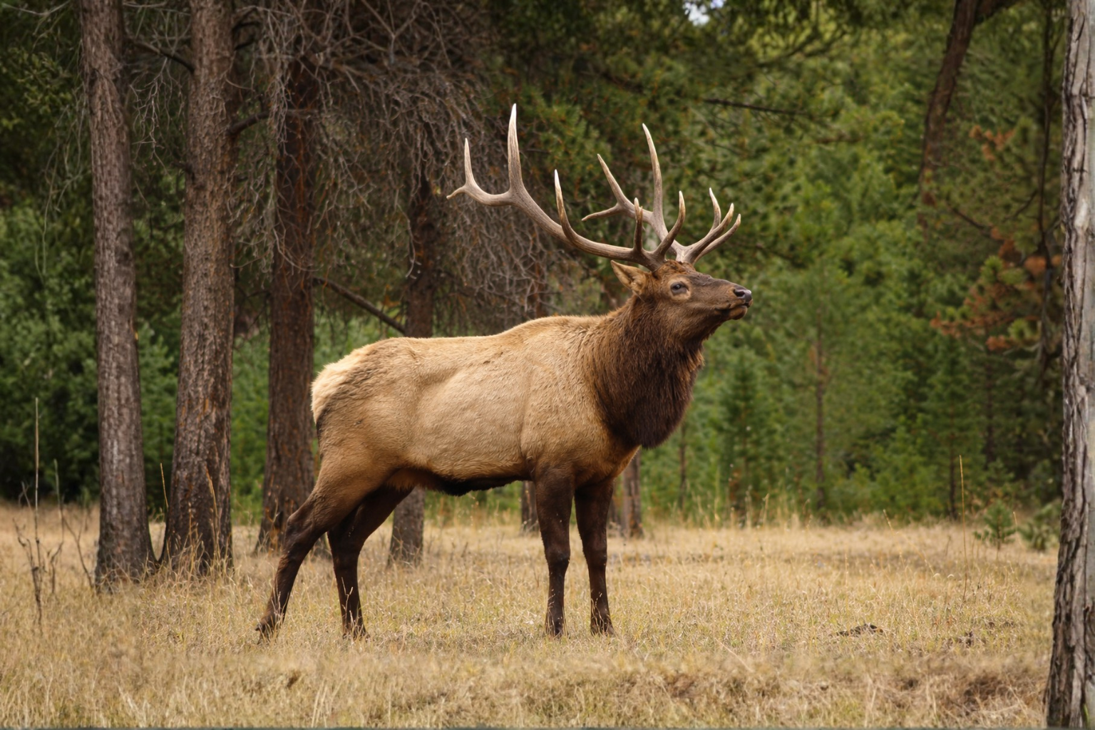 Elk standing in British Columbia habitat